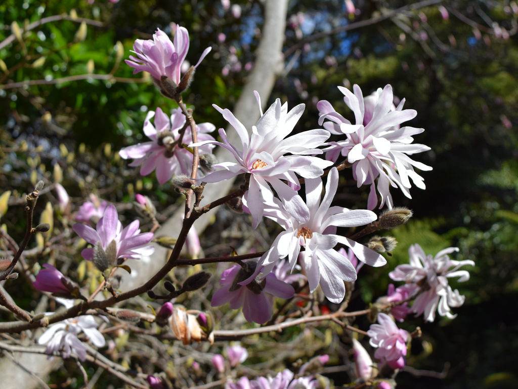 Magnolia stellata 'Rosea'